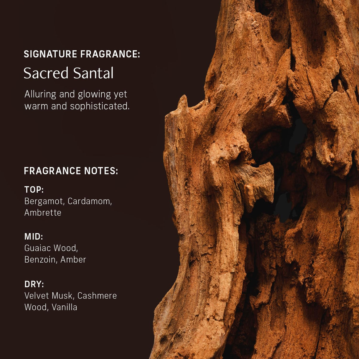 CYKLAR - Nutrient Rich Body Cream + Sensorial Body Wash - Bundle - Sacred Santal Fragrance